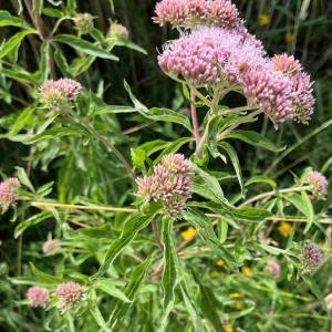 Hemp agrimony at Minsmere IMG 9196