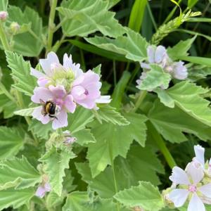 Marsh Mallow at Minsmere IMG 9193