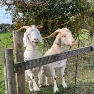 Mirandas goats IMG 0368