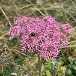 Noon fly on Hogweed on the Carnser IMG 0400