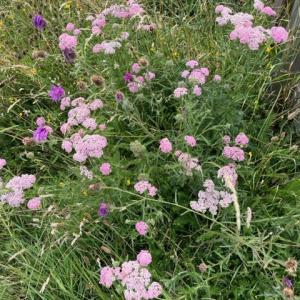 Yarrow and Greater Knapweed at Minsmere IMG 9198