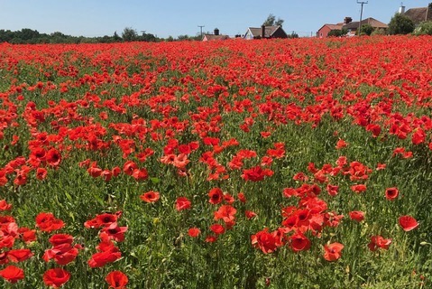 Remembrance Services, 9th/11th November
