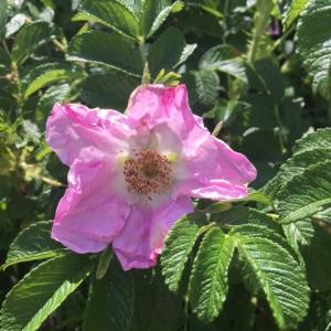 playing field rosa rugosa