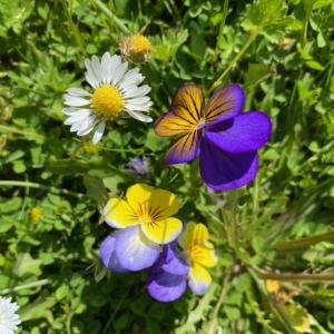"Petersfield" field pansies