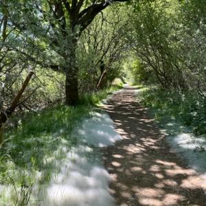 rusty willow blossom on Aldeburgh railway