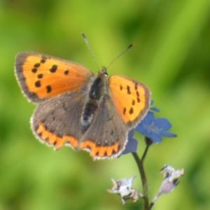 small copper 